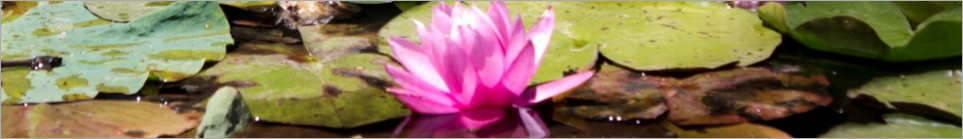 smallwaterlily