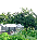 Potager