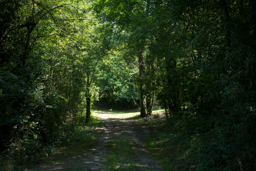 Forest